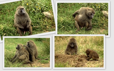 Maymunlar bitlerini ayıklıyor