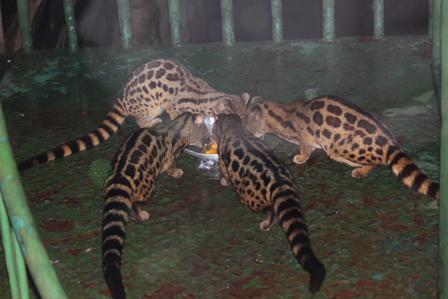 Sansarlar her g&uuml;n otel g&ouml;revlilerinin verdiği &ccedil;iğ yumurtaları yiyorlar.