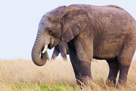 Filler hayatlarında 6 kere diş &ccedil;ıkarıyor, 6.dan sonra &ouml;l&uuml;yorlar. &Ccedil;&uuml;nk&uuml; dişleri uzuyor ve yemek yemelerini engelliyor. Bu y&uuml;zden a&ccedil;lıktan &ouml;l&uuml;yorlar.