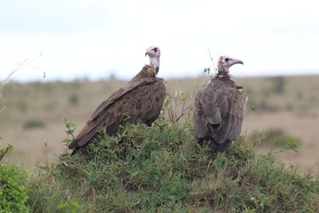 Avcıların avlarını bitirmesini bekliyorlar. Sonra gidip avdan kalanları yiyecekler.