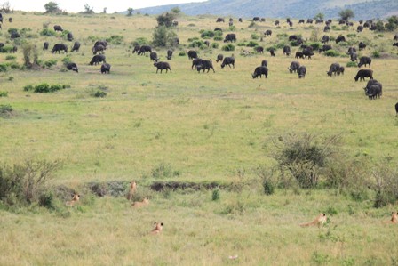 AVA GİDEN AVLANIR 

 Son g&uuml;n aslanların buffaloları avlamak i&ccedil;in kurdukları tuzağı izledik. 15 20 adet Aslanlabirka&ccedil; buffalonun etrafını &ccedil;eviriyorlardı. Diğer gruptaki Buffalolardan cesaretli olanları aslanların arkadaşlarının etrafını &ccedil;evirmeye başladıklarını fark edince aslanlara doğru gelmeye başladılar. B&ouml;ylece bir grup buffalo aslanların  yanına gitti. Sıkıyı g&ouml;ren aslanlardan bir tanesi dışında hepsi geri d&ouml;nd&uuml;. Buffalolar  aslanları kovalamaya başladı.
