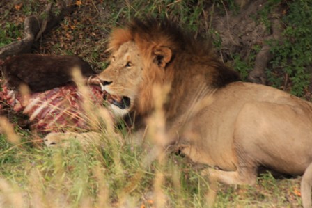 Avını yiyen aslan bir sonraki yemeğini 3 g&uuml;n sonra yiyecek. &Ccedil;&uuml;nk&uuml; sindirmesi bu kadar zaman alıyor.